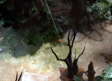 DOTA2娱乐科普:瞧那些萌萌的环境生物们