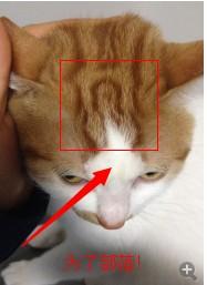 脑洞打开恶搞猫德：我们中·出了个叛徒_DD220游戏联盟