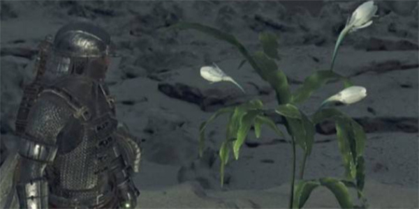 怪物猎人荒野一夜花的月华粉获取方法_DD220游戏联盟