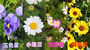 花丛.jpg