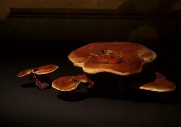 黑神话悟空灵芝物品介绍及品质效果说明_DD220游戏联盟