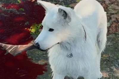 博德之门3挠挠不见了怎么办 挠挠消失解决方法_DD220游戏联盟